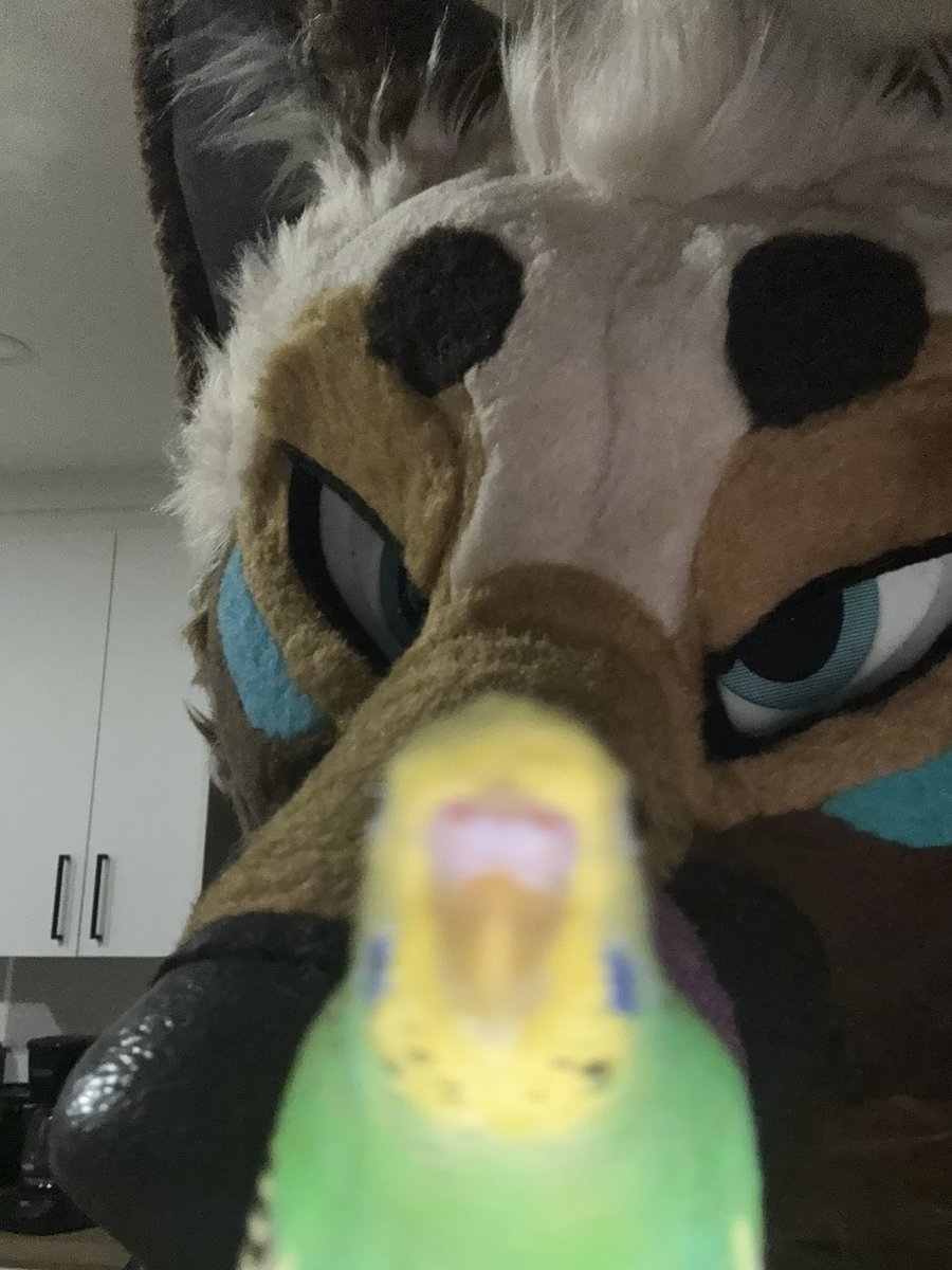 Yazur 🧀🐺 @ LVFC tweet media