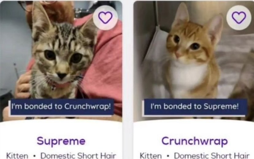 Punch Cat tweet media