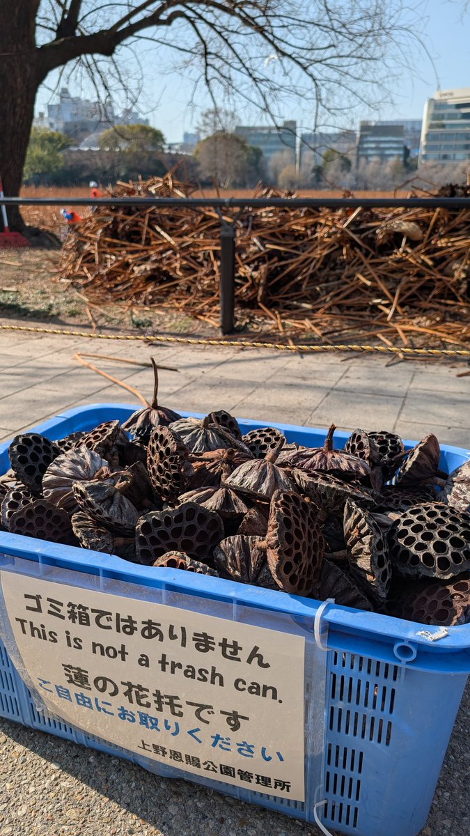 しのばずいけまち研究会 tweet media