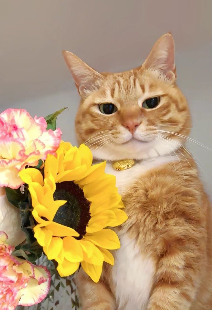 <a href="/woshinideren/">โจรักพี่เน่ง</a> จ๊ะเอ๋ มีดอกไม้มาส่งงับ ยั้กที่ยั้กที่ซู๊ดในโลกกกกกกเลยยย 3y1m