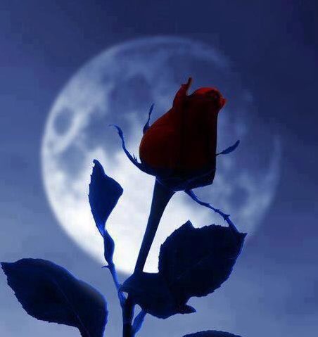 10103.Amiga mía eres bella frente al reflejo de la luna,tus destellos ilumina miles de estrellas,mis lágrimas salen de mis ojos cafés que tanto te gustan lloran de amor y que el suspiro de mi corazón late pronunciado tu nombre solo yo hago versos tus besos Te Amare Eternamente.