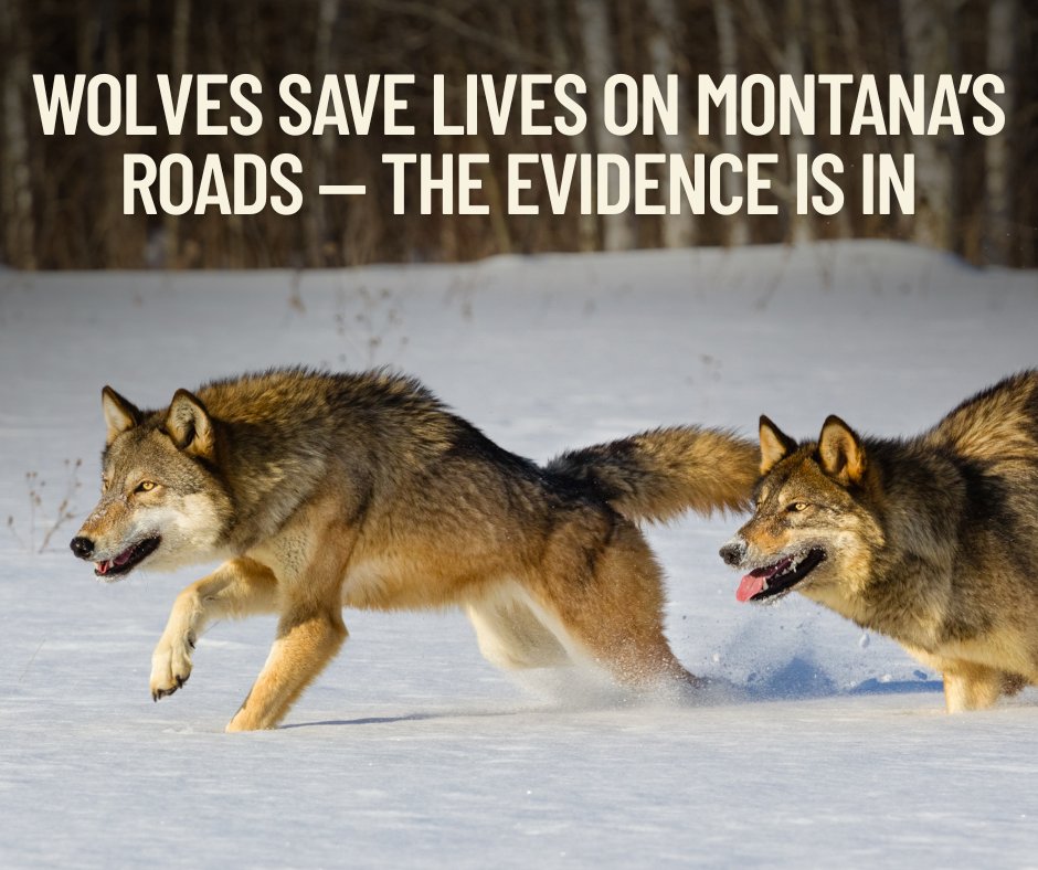 AmUmbria's tweet photo. A message from Trap Free Montana:
Here is an interesting and unexpected benefits form having a wolf population: “Wolves reduce deer-vehicle collision losses by $10.9 million per year.”
https://t.co/1KKZzLK7fJ https://t.co/5AYHjRHg8P