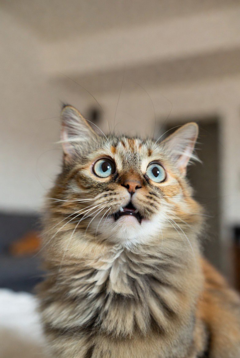 だらけ猫 ただの猫好きです。 (@darakecat) / Posts / X