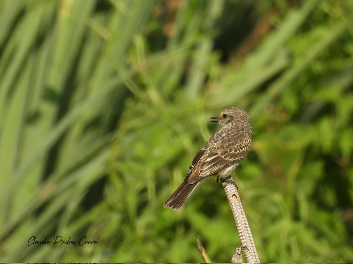 Miren cómo va perdiendo su rojo intenso al pasar la época reproductiva.
Acá, con sus dos pichones 💕
Churrinche (Pyrocephalus rubinus)