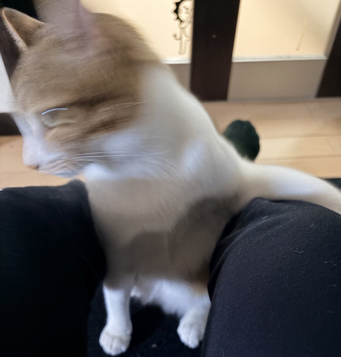 さやねぇ さや姉～画像】 ジェット風船を ぷーっと膨らませてる さや姉の表情が