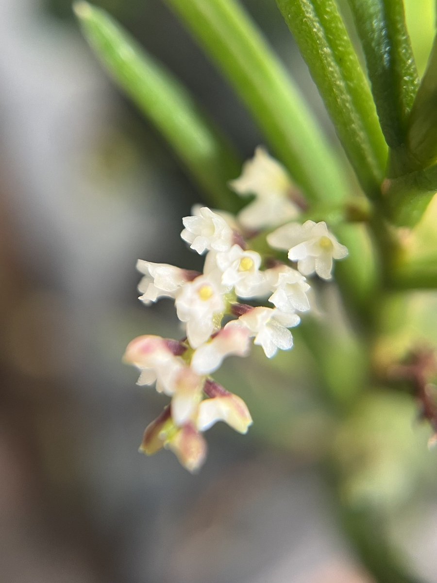 携帯用マクロレンズを装着しないと花がよくわからないショーノルキスが開花。2ミリあるかないかだからともすれば開花を見逃す地味っ子

ショーノルキス ミクランサ
Schoenorchis micrantha
