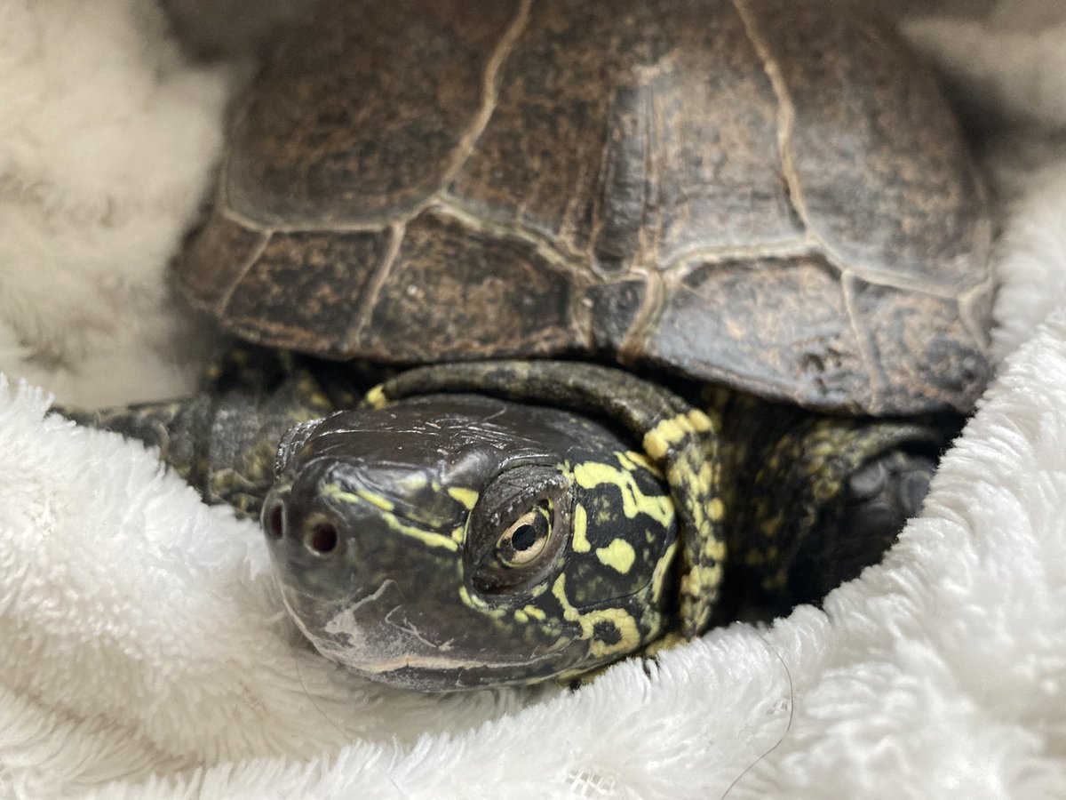 きょおと (@nora_kyoto) / Posts / X