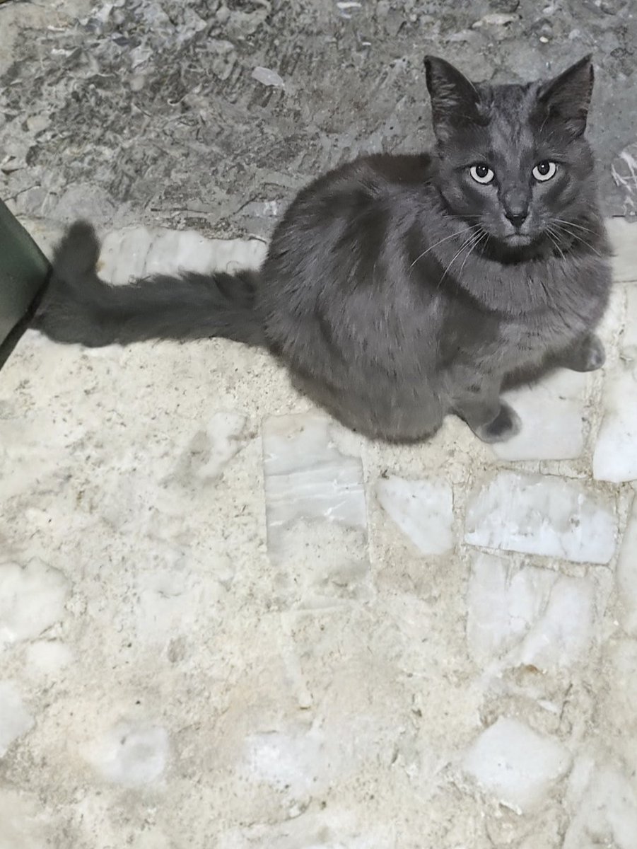 Ari_Arciniega6's tweet photo. Tiene 3 años, 1 pelaje sedoso , Es 1 Nebelung que parece sacado de 1 sueño 
​No busca grandes lujos, solo 1 rincón tranquilo
​Carácter: Excepcionalmente apacible y noble
​Salud: En perfectas condiciones
​Vínculo: A su edad, tiene personalidad definida; su amor es sincero y maduro https://t.co/iEiIIpndXm