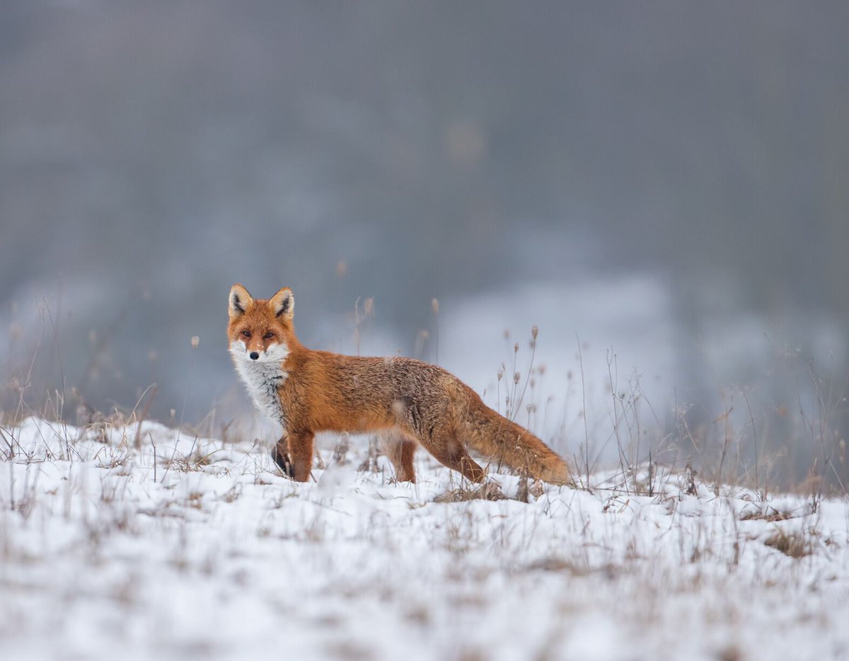 Kingsport Press Credit Union tweet media