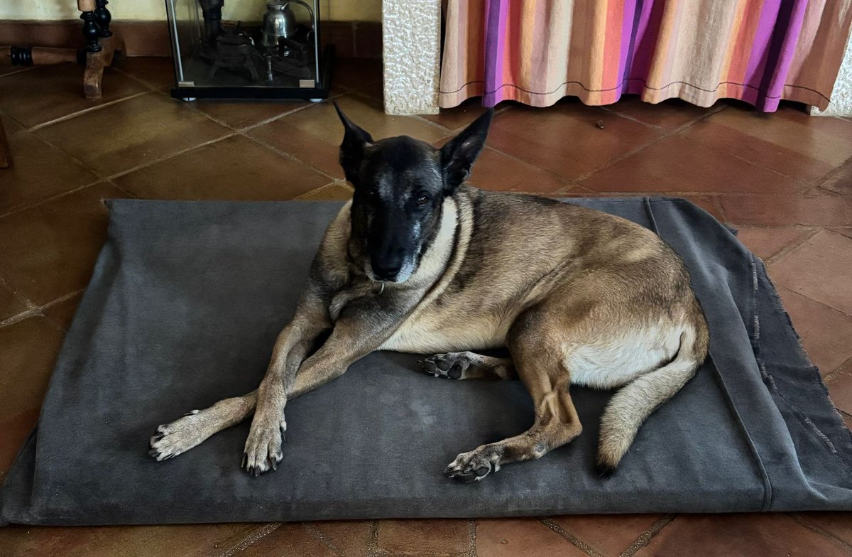 heroesde4patas's tweet photo. ¿Qué os parece mi pose? 😎
Se aceptan opiniones… y halagos también 😉
Martín · Policía Nacional 🐕💙
#HéroesDe4Patas #PerrosDeTrabajo #ModoModelo https://t.co/ZpJFkmZXDy