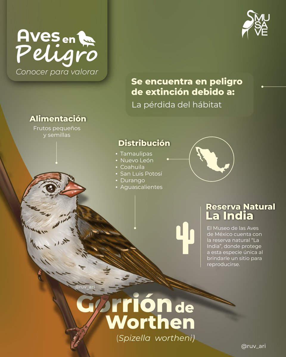 MuseodelasAves's tweet image. El Gorrión de Worthen es un ave endémica de México y según Birdlife Internacional quedan menos de 1000 gorriones de worthen en el mundo.

#aves #musave #birds #museo #saltillo #avesenpeligrodeextinción #GorrióndeWorthen