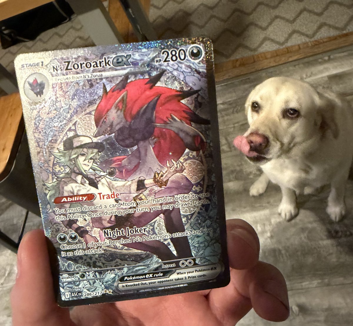 NorthernPoke tweet media