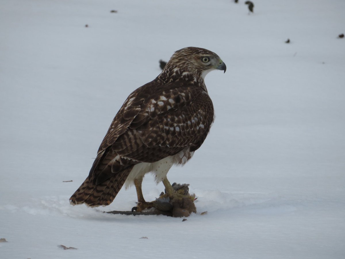 Fabhattan's tweet photo. I saw this #redtailhawk drop down to catch it’s prey near #themeer today. #mourningdove #birdcpp #centralpark https://t.co/ulLe1cXc2K