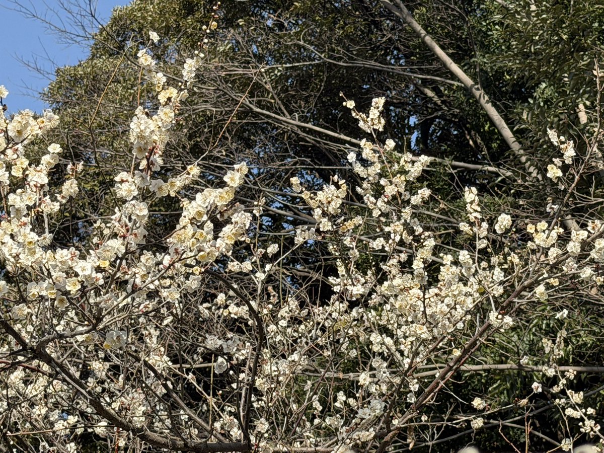 おはようございます☀

梅が咲いてたよー！
昨日はちらっと雪降りましたね❄️
積もらなくてよかった様な、でもちょっと残念の様な、、、笑
みなさんにも絶対にいい事訪れるから今日も頑張りましょうね！！！

#今日もいい事あるよー！