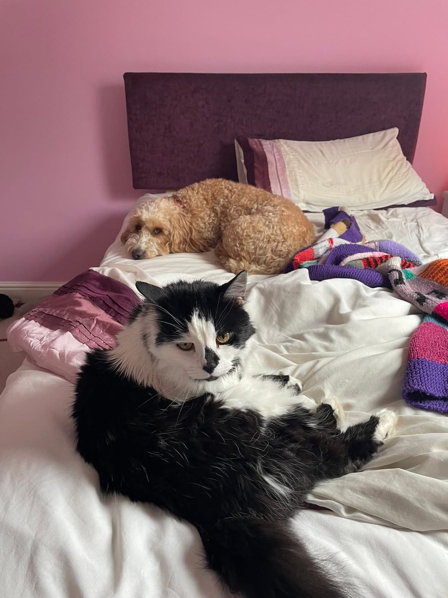 f1_freddy's tweet photo. She’s gone 🌈

I miss you already kittysis https://t.co/ACg3BJWOMe