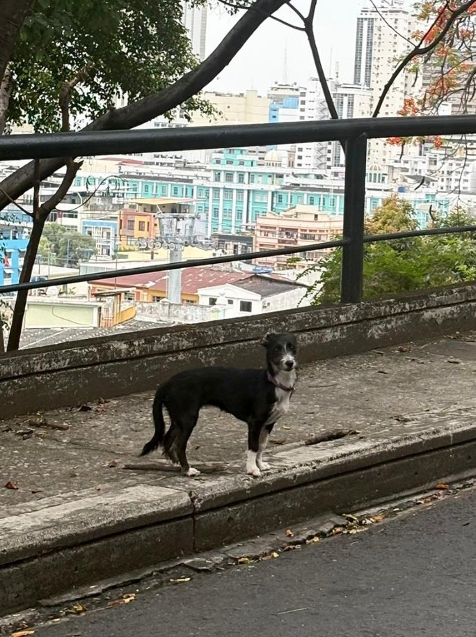 Este perrito lleva varios días perdido en el Cerro del Carmen.
Está asustado, no se deja agarrar ni comer, pero tiene collar, por lo que creemos que tiene dueña o dueño.
Hemos intentado ayudarlo, pero por el miedo no se deja.
Por favor, ayúdennos difundiendo esta foto.