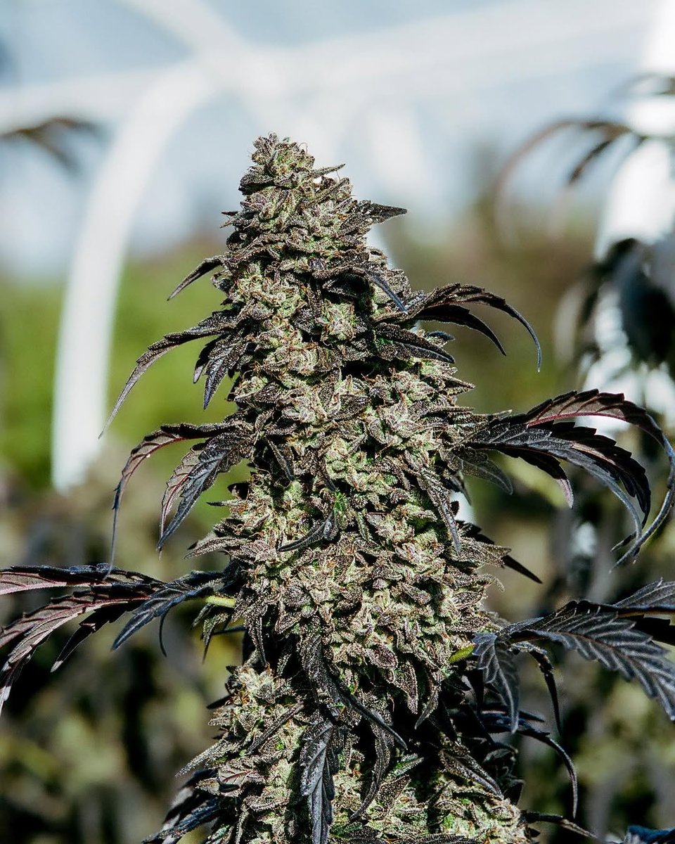 Cali Green Grower tweet media