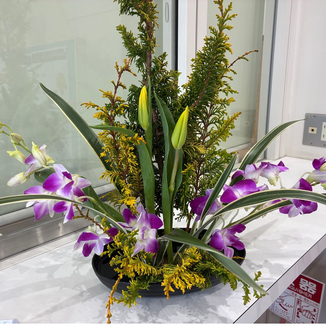 kouei_nishi's tweet image. #西宮甲英 #選択授業 #FlowerTime -#彩- 
今回のテーマは #ひらくかたち 黄金ひばの伸びやかな立ち上がりを軸に、チューリップの柔らかな動きや、デンファレの軽やかさ、キキョウランの葉の流れを生かしながら、空間に広がりをもたせた作品に仕上げました。
少し早い春の気配が感じられる一作です。