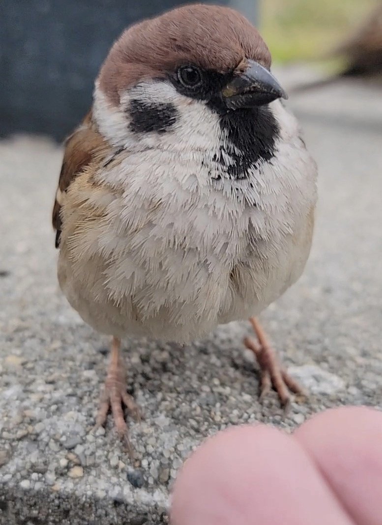 ピピピ (@pi_pipi33) / Posts / X