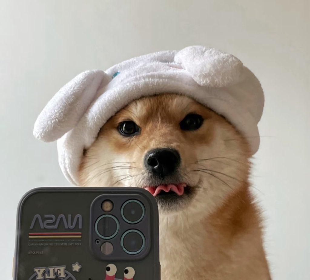 Selfie Dog tweet media