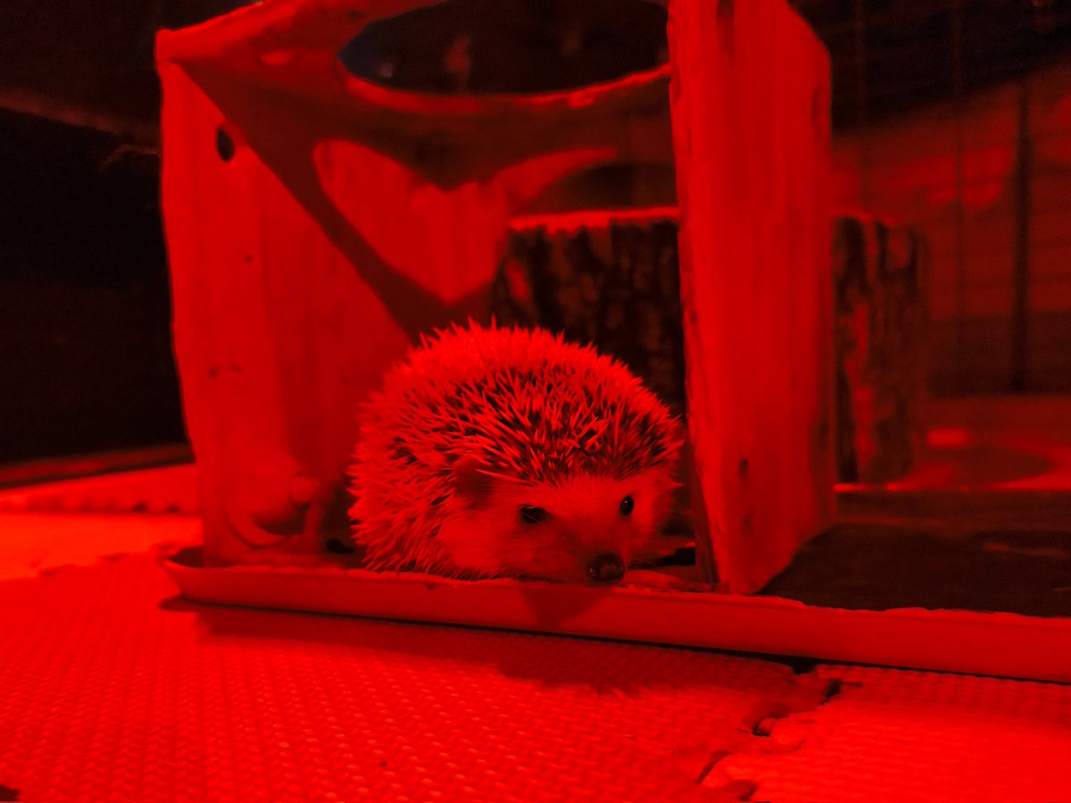 2am_hhc's tweet image. ももちゃん🍑

ここが大好き✨

ココか切り株のすき間で休んだり安全確認していました🤔

【本日は定休日です】
お店の子たちはゆっくり過ごします🦔🐭🐹