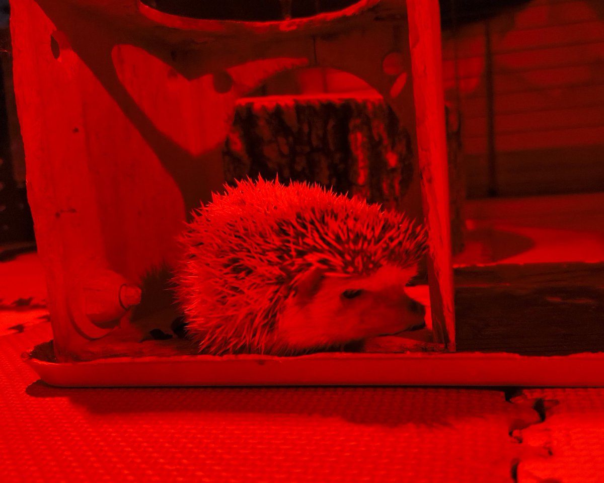 2am_hhc's tweet image. ももちゃん🍑

ここが大好き✨

ココか切り株のすき間で休んだり安全確認していました🤔

【本日は定休日です】
お店の子たちはゆっくり過ごします🦔🐭🐹