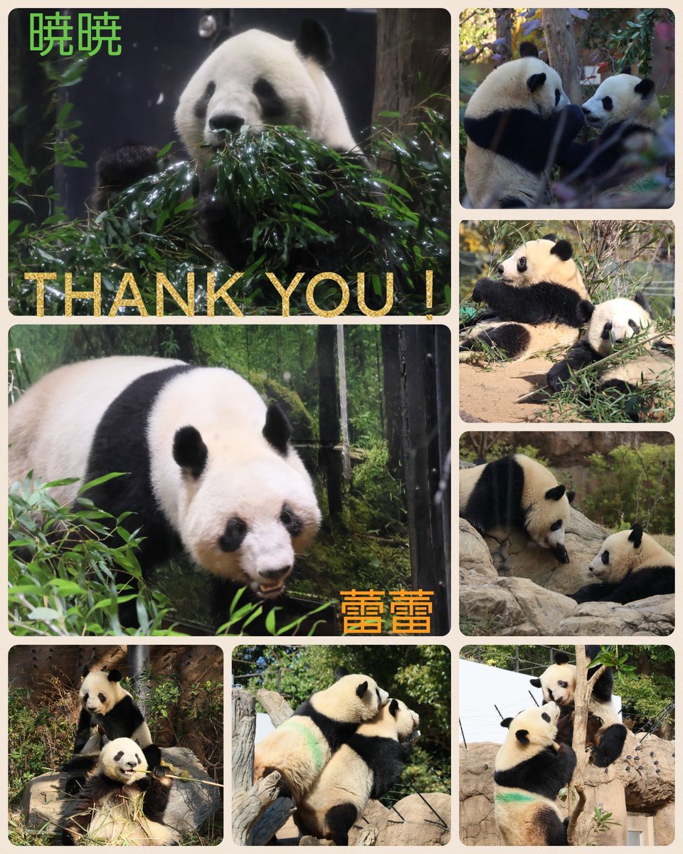 今日旅立つシャオシャオ💚とレイレイ🧡今まで沢山の癒しと幸せを