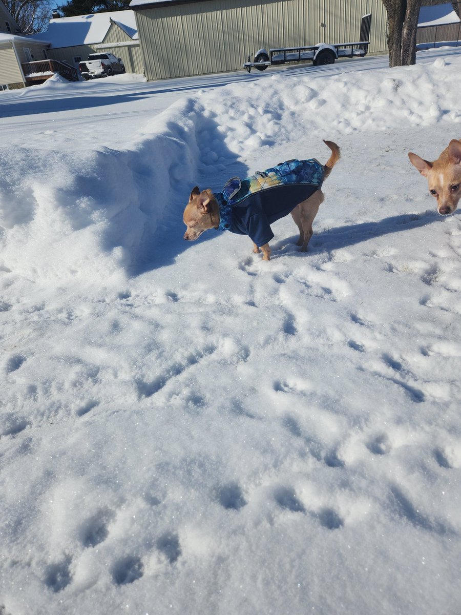 Rebecca Setera 🦉 tweet media