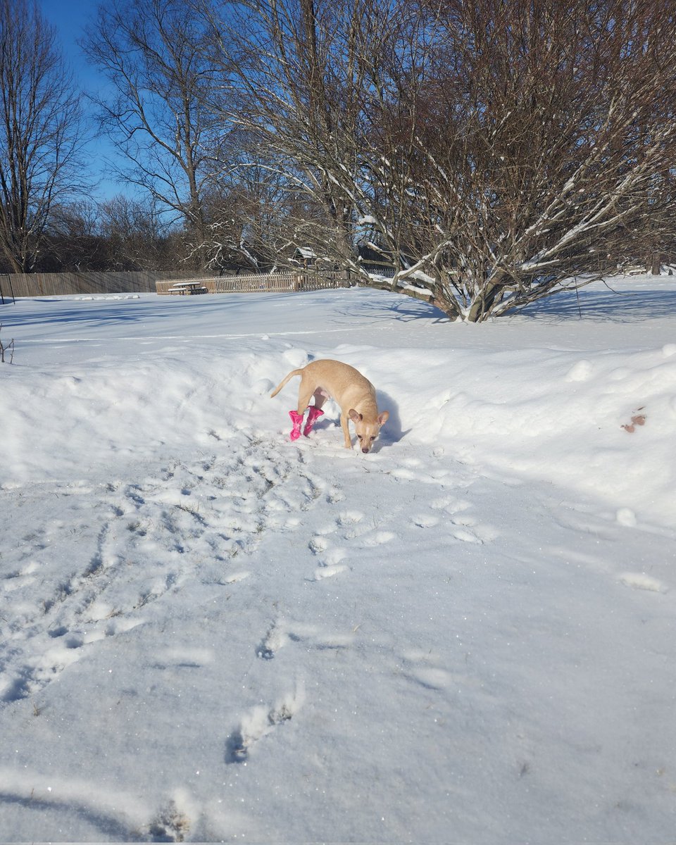 Rebecca Setera 🦉 tweet media