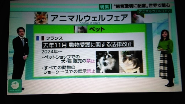 MegumiTakeda4's tweet photo. @inusuki2025 客観的に法律の規定や統計で明らかな事実に反する嘘ですらHNKでも平気でする。マスコミなんて信じてはいけませんよ。（左）NHK 2022年「地球まるわかり」。フランスには「すべての動物のショーケースでの展示販売禁止」という法律は一切ありません。（右）2014年 NHK地球イチバンHP　記述はすべて嘘。 https://t.co/HrI9ZpT1rf