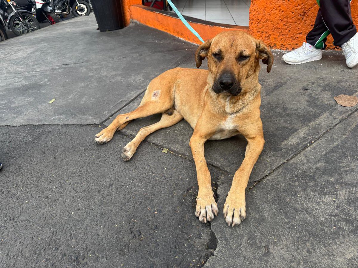 Lorena Becerra tweet media