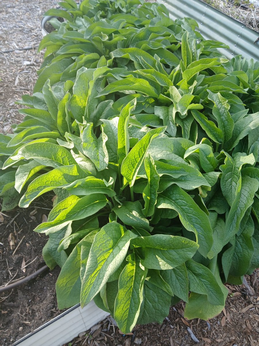 Mc_Rashad13's tweet image. Comfrey is a versatile &amp;amp; ancient herb, renowned for ets medicinal properties &amp;amp; historical use in traditional medicine. Comfrey has been utilized to treat a variety of ailments, particularly for ets ability to promote wound healing &amp;amp; alleviate pain &amp;amp; inflammation.