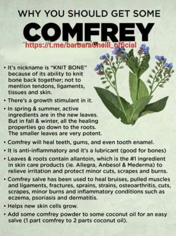 Mc_Rashad13's tweet image. Comfrey is a versatile &amp;amp; ancient herb, renowned for ets medicinal properties &amp;amp; historical use in traditional medicine. Comfrey has been utilized to treat a variety of ailments, particularly for ets ability to promote wound healing &amp;amp; alleviate pain &amp;amp; inflammation.