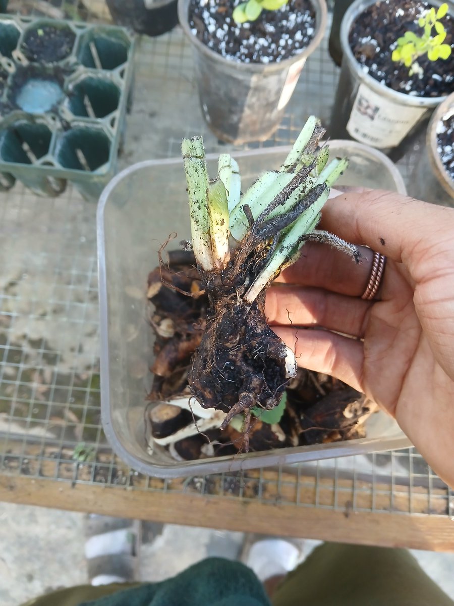 Mc_Rashad13's tweet image. Comfrey is a versatile &amp;amp; ancient herb, renowned for ets medicinal properties &amp;amp; historical use in traditional medicine. Comfrey has been utilized to treat a variety of ailments, particularly for ets ability to promote wound healing &amp;amp; alleviate pain &amp;amp; inflammation.