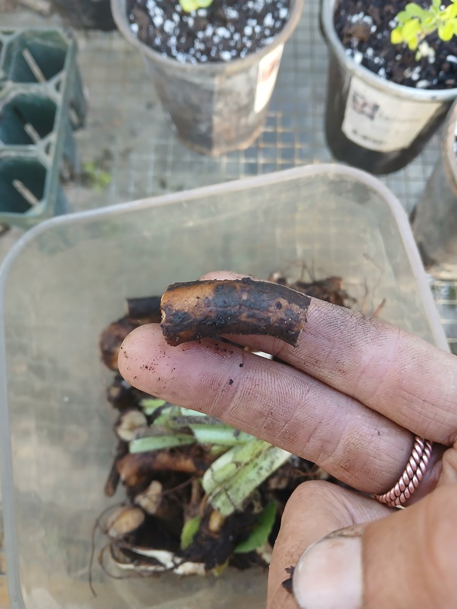 Mc_Rashad13's tweet image. Comfrey is a versatile &amp;amp; ancient herb, renowned for ets medicinal properties &amp;amp; historical use in traditional medicine. Comfrey has been utilized to treat a variety of ailments, particularly for ets ability to promote wound healing &amp;amp; alleviate pain &amp;amp; inflammation.