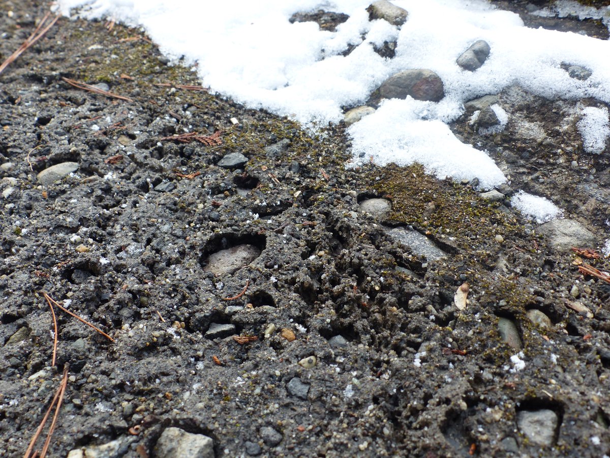 本日もキンと冷えた空気に包まれる白石城です
氷柱や霜柱が寒さを物語っていますね