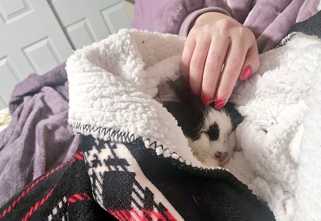 Quiero compartirles una historia de perseverancia y amor
Llevo un año cuidando a un gato feral blanco con negro. Es un abuelo con problemas de visión, que se muestra malgeniado cuando intento acercarme.
​Estas últimas noches, con temperaturas bajo cero, mi prioridad ha sido su