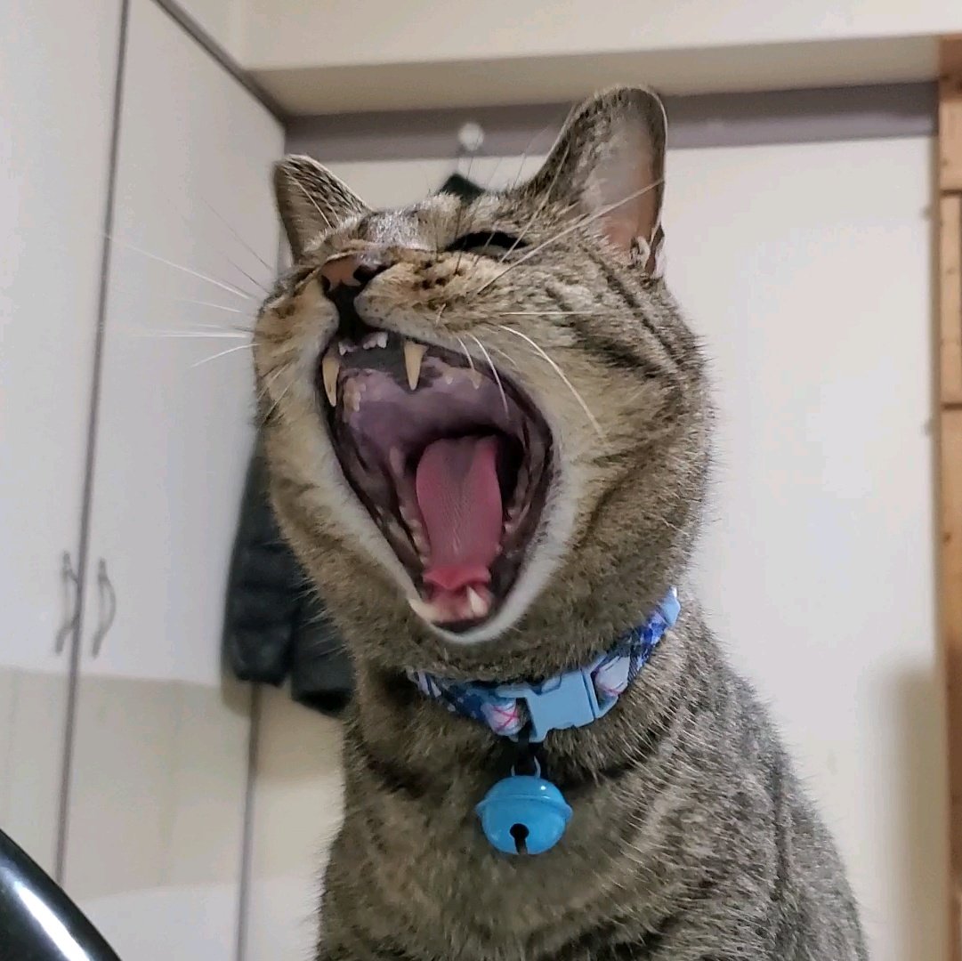 NW6hX5NzGOqMVAw @4CWostBu0mxU1Co おまけ キジトラ・フク君のガォ－