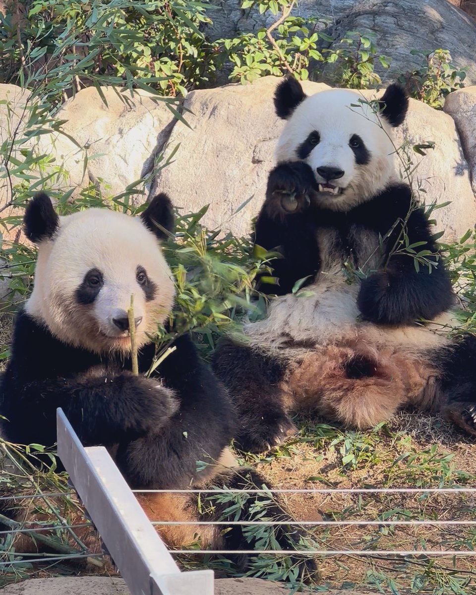 Xiang__612's tweet photo. シャオくん💚レイちゃん🧡
いってらっしゃい🐼🐼

無事に到着しますように

#シャオシャオ #レイレイ
#上野動物園
#ありがとうシャオシャオレイレイ https://t.co/BFONiszg2z