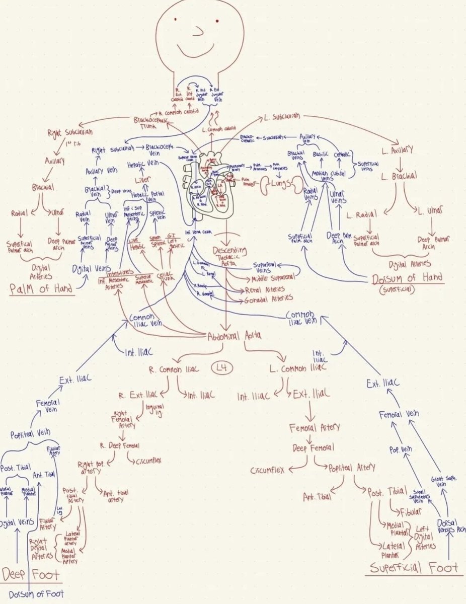 Oren Gottfried, MD tweet media