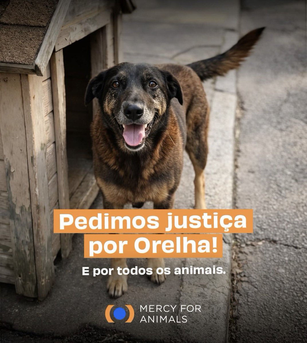 felipeneto's tweet image. O doguinho Orelha foi t0rtur4d0 por 4 adolescentes em Florianópolis. Foi tão brutal q não foi possível salvá-lo.

Nada deve acontecer com eles. Um, inclusive, foi pra Disney pra passar um tempo.

As leis de maus-tratos a animais no Brasil precisa mudar!

#JustiçaPeloOrelha