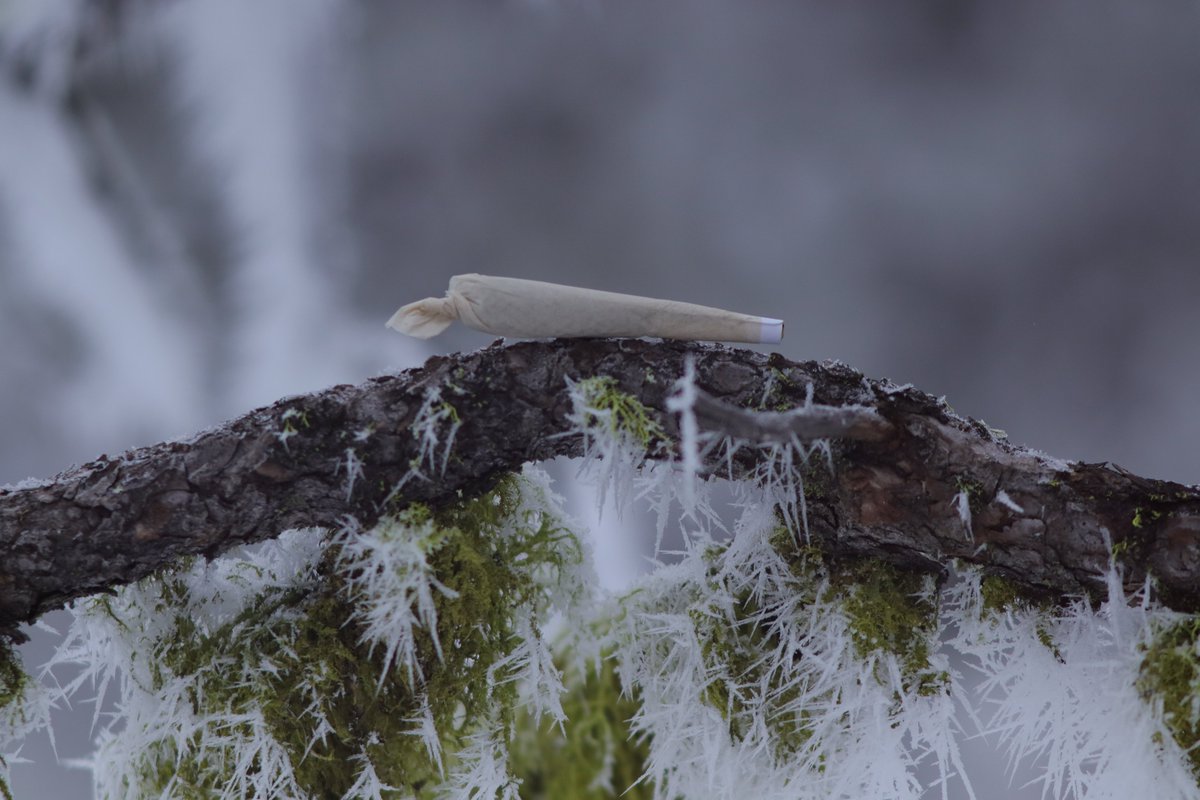 Bluntsnbackyard's tweet photo. Cold world, warm smoke. https://t.co/3aRza9ufir