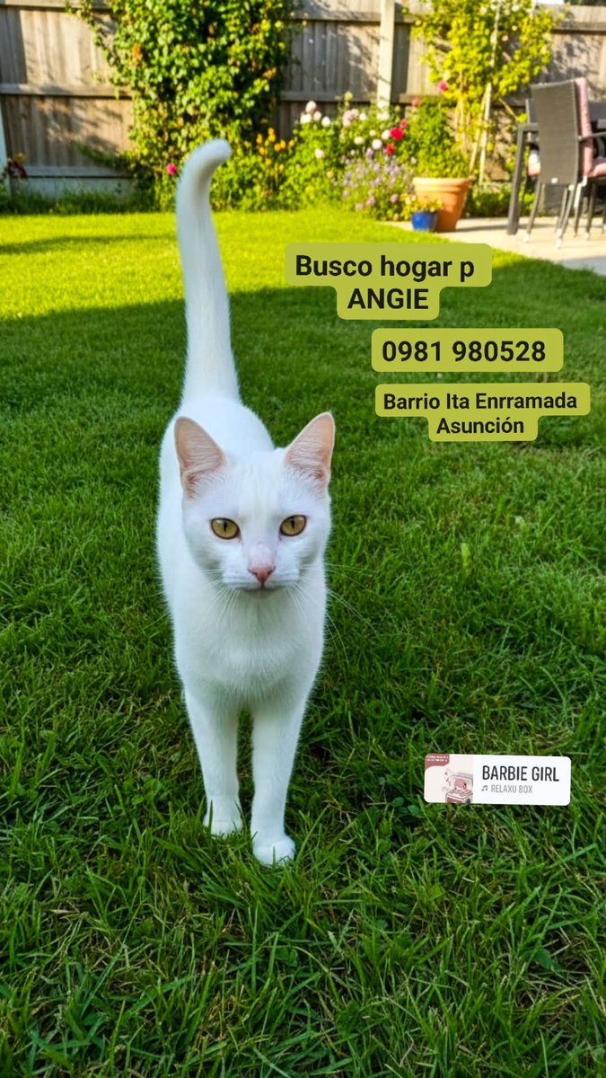 koalandeMichi's tweet photo. Angie busca hogar responsable RT 👇🏻 https://t.co/OAYp1aFiw0