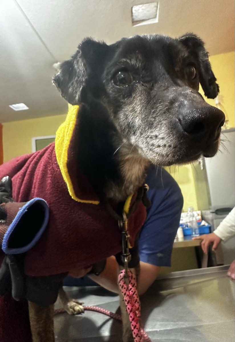 RefugiOceaniCAN's tweet image. Amigos!! TAZ tiene una arritmia y un soplo en su corazón 😢😭😭
Ahora necesita un tratamiento médico que cuesta 950 y dura un mes (30 pastillas) comer alimento premium y proteína animal en su comida. 
Agradezco que le envíen patitas de ayuda pues los viejitos empiezan con…