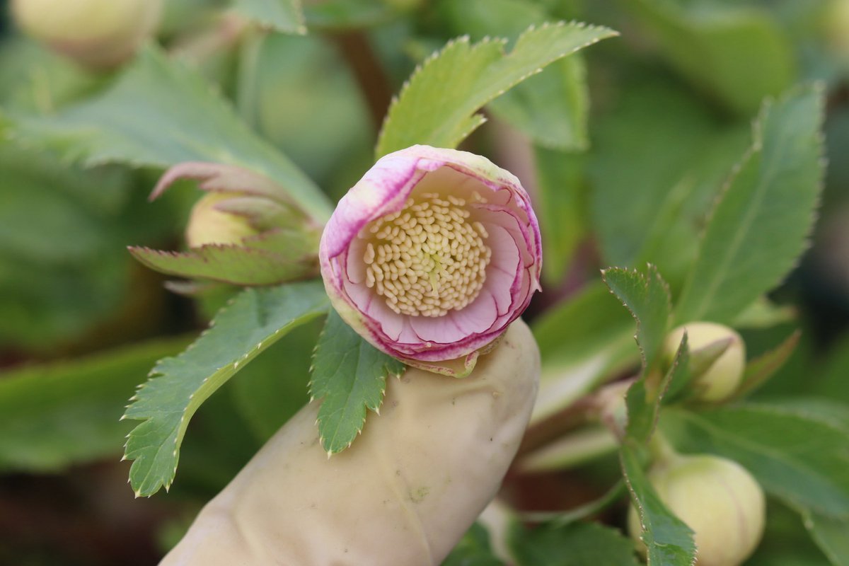 ohgi_nursery (@OhgiNursery) / Posts / X