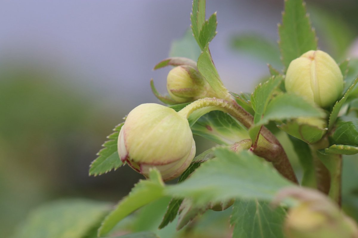 ohgi_nursery (@OhgiNursery) / Posts / X