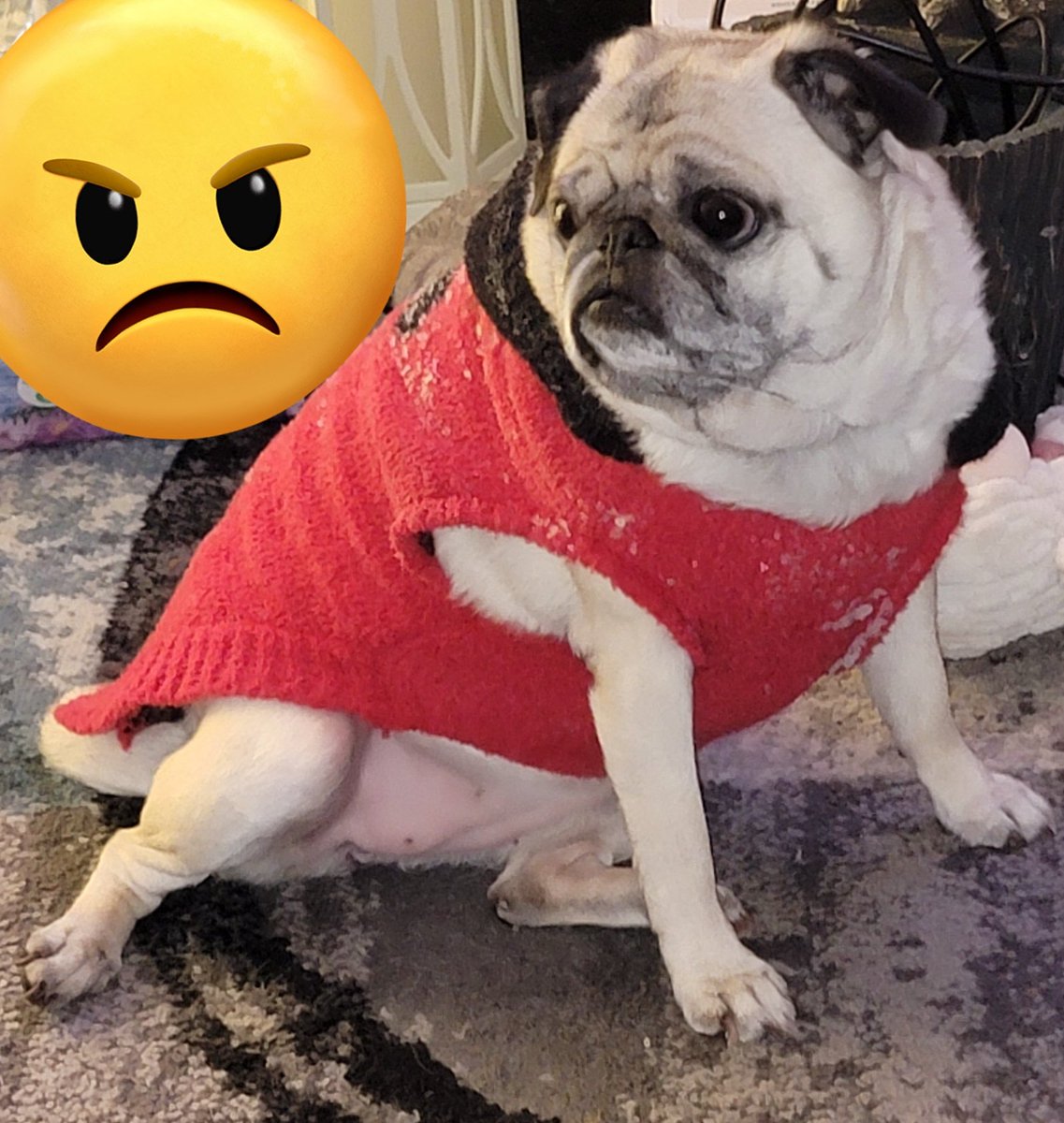 SarahPug12's tweet image. Stella's done with this SNOW!!!  #Ugh #SpringHurryUp