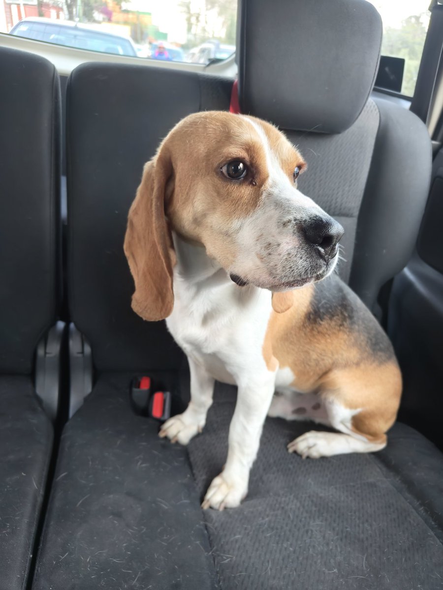 nolchael's tweet photo. #beagle a punto de ser arrollado en #altatension a altura de Molino de Rosas y Olivar dl Conde 1a secc, si alguien lo reconoce o lo están buscando por favor contactarme por DM. RT🙏🏼@_AOdigital @PrrosPerdidosMX @PORLASAGUILAS @DenunciaAOCDMX @Olivardelconde @Colinas_del_sur https://t.co/WXWKXoBKCf