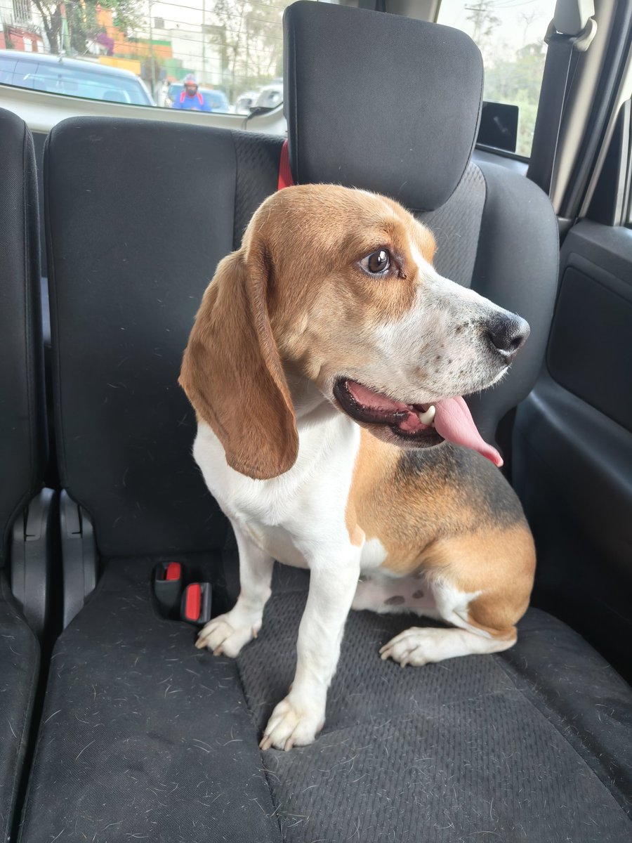 nolchael's tweet photo. #beagle a punto de ser arrollado en #altatension a altura de Molino de Rosas y Olivar dl Conde 1a secc, si alguien lo reconoce o lo están buscando por favor contactarme por DM. RT🙏🏼@_AOdigital @PrrosPerdidosMX @PORLASAGUILAS @DenunciaAOCDMX @Olivardelconde @Colinas_del_sur https://t.co/WXWKXoBKCf