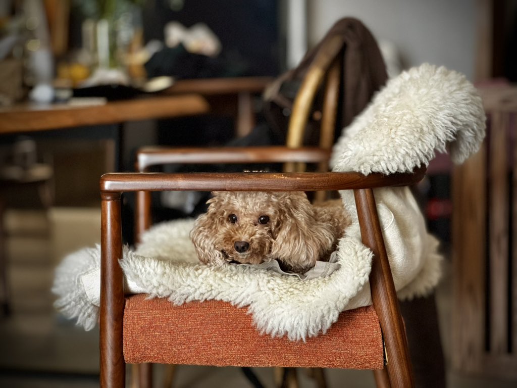 absolute's tweet image. ベトナムからおはようございます。